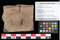 Foto (Objekt + Etikett) von Pinus palaeostrobus Ettingshausen (NHMW-GEO-2024-0188-0205)